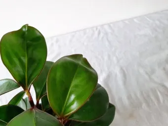 페페로미아 키우기 물주기 분갈이 빛관리 작고 예쁜 실내식물_2