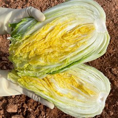 6시내고향 청주 상당구 절임 배추 파는 곳 전국 택배 온라인 전화 주문 추천 