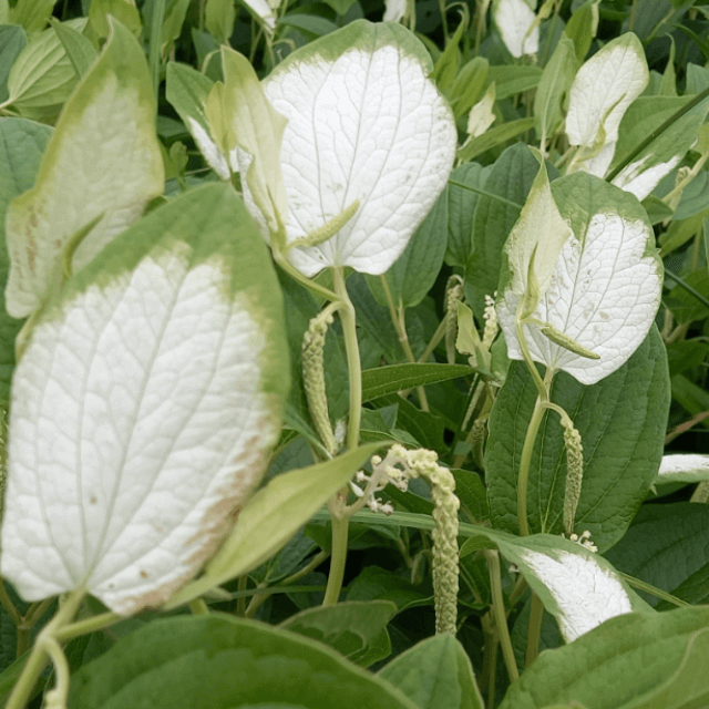 하늘이 내린 약초 삼백초