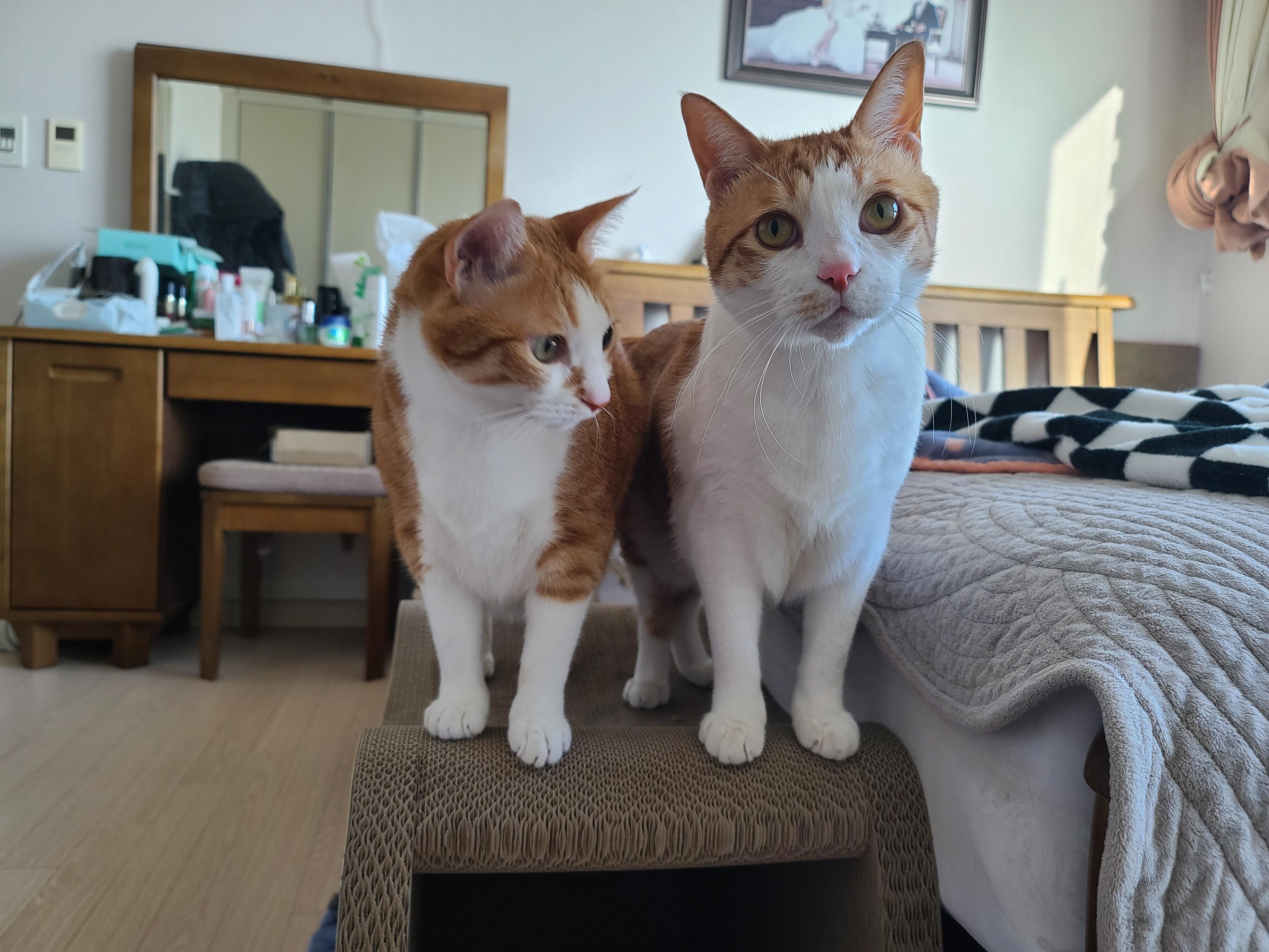 고양이들의 차차스크래쳐를 교체했다.