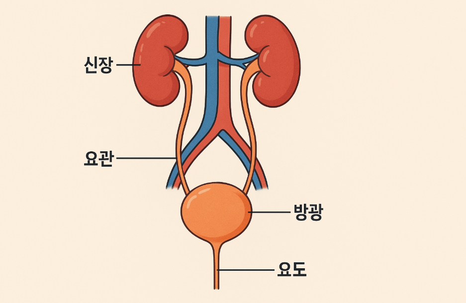 신장과-요로의-위치