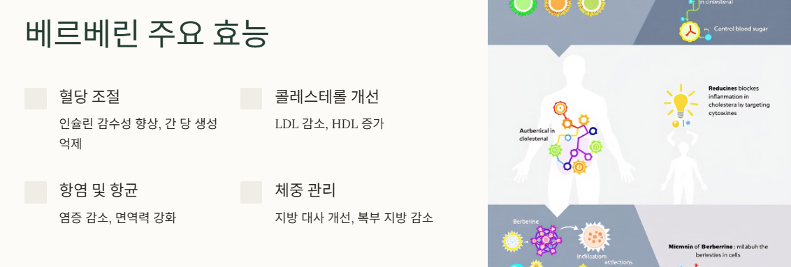 베르베린 주요 효능