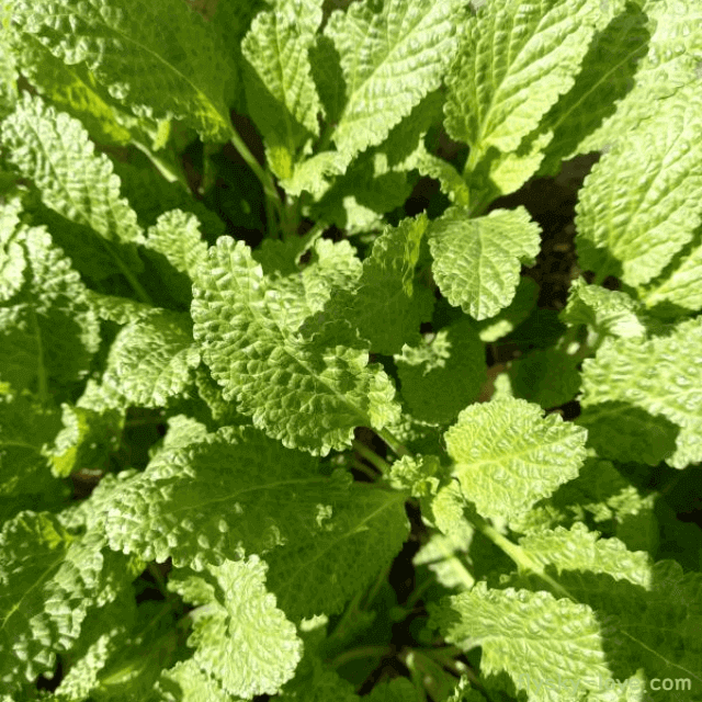 기관지 질환에 좋은 곰보 배추