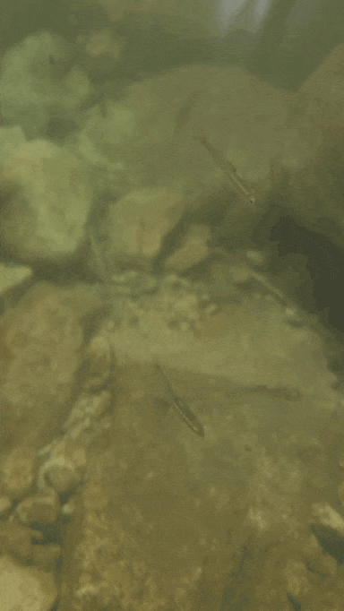 방수팩을 하고찍은 물고기사진