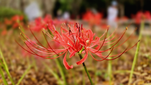 분당 중앙공원 꽃무릇6