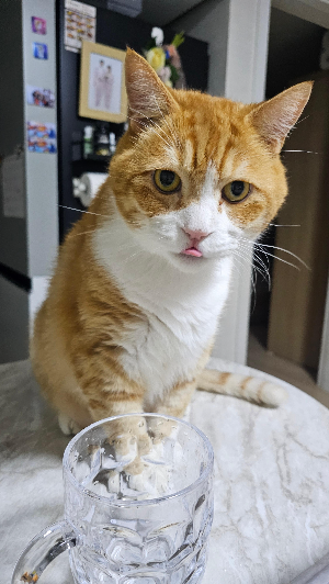 고양이 물 안 마실 때 원인과 해결방법 총정리