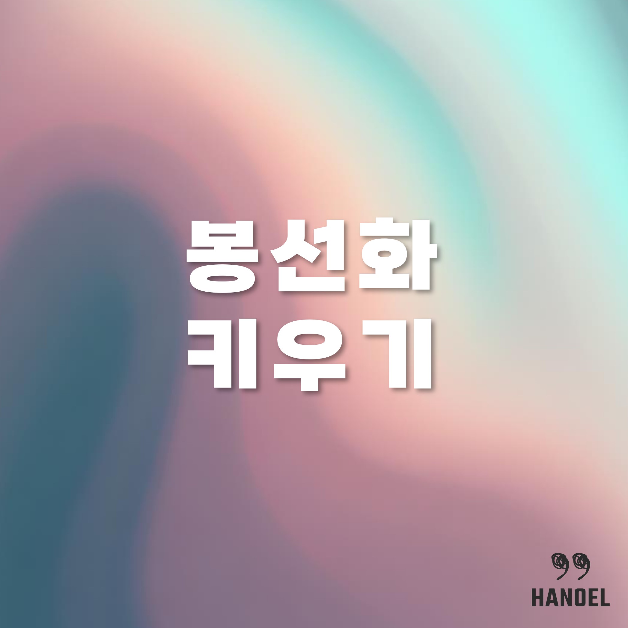 봉선화 봉숭아 새싹 씨앗 키우기 물주기