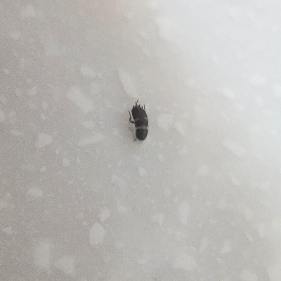 부화한지-얼마안-된-먹바퀴-새끼