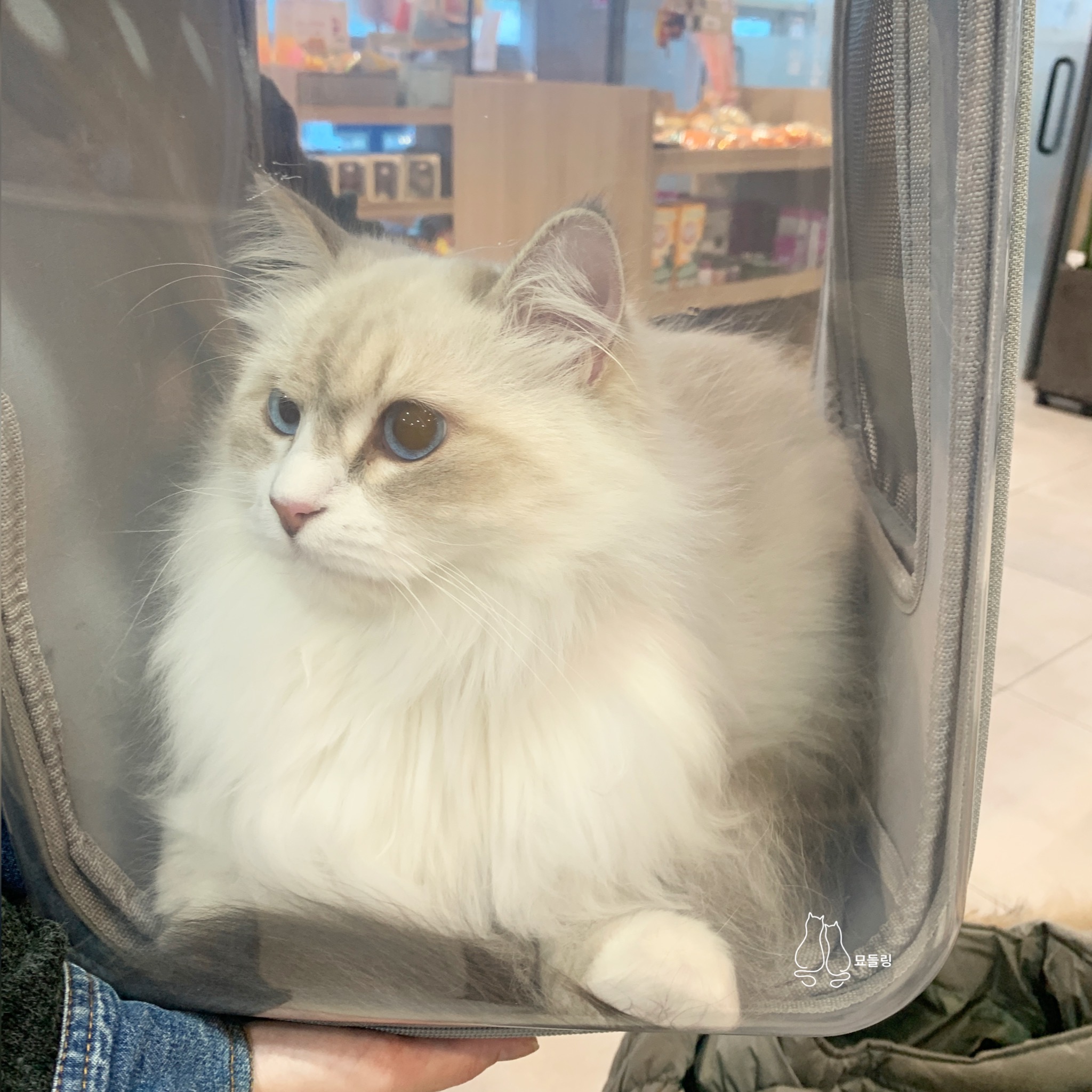 옥희독희네모냥백팩