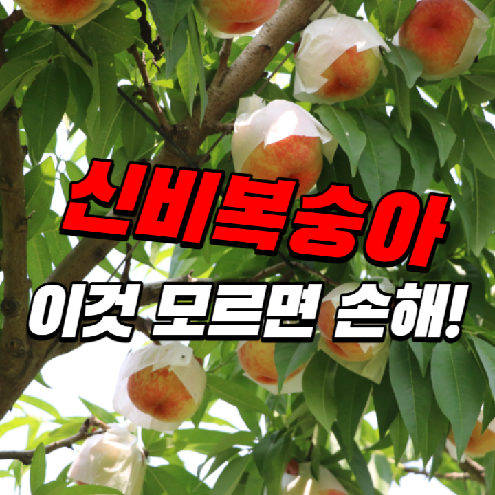 신비복숭아