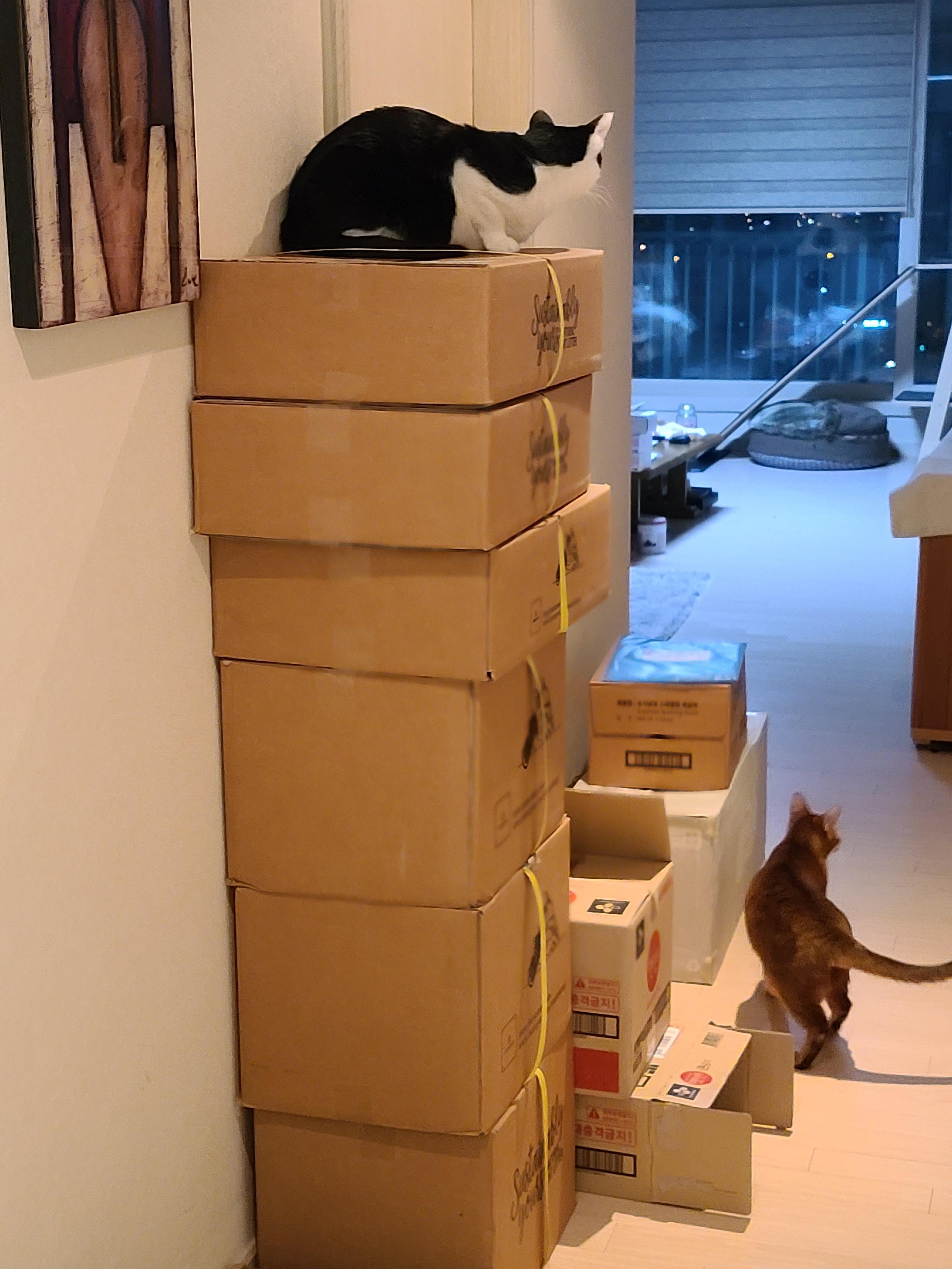 삐진 치즈냥이 막둥이 삐용