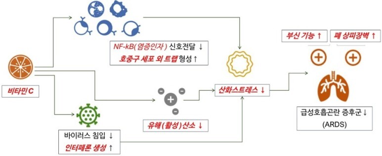 비타민C 기전