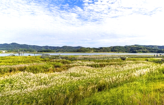 신성리갈대밭-서천-가볼만한곳-추천