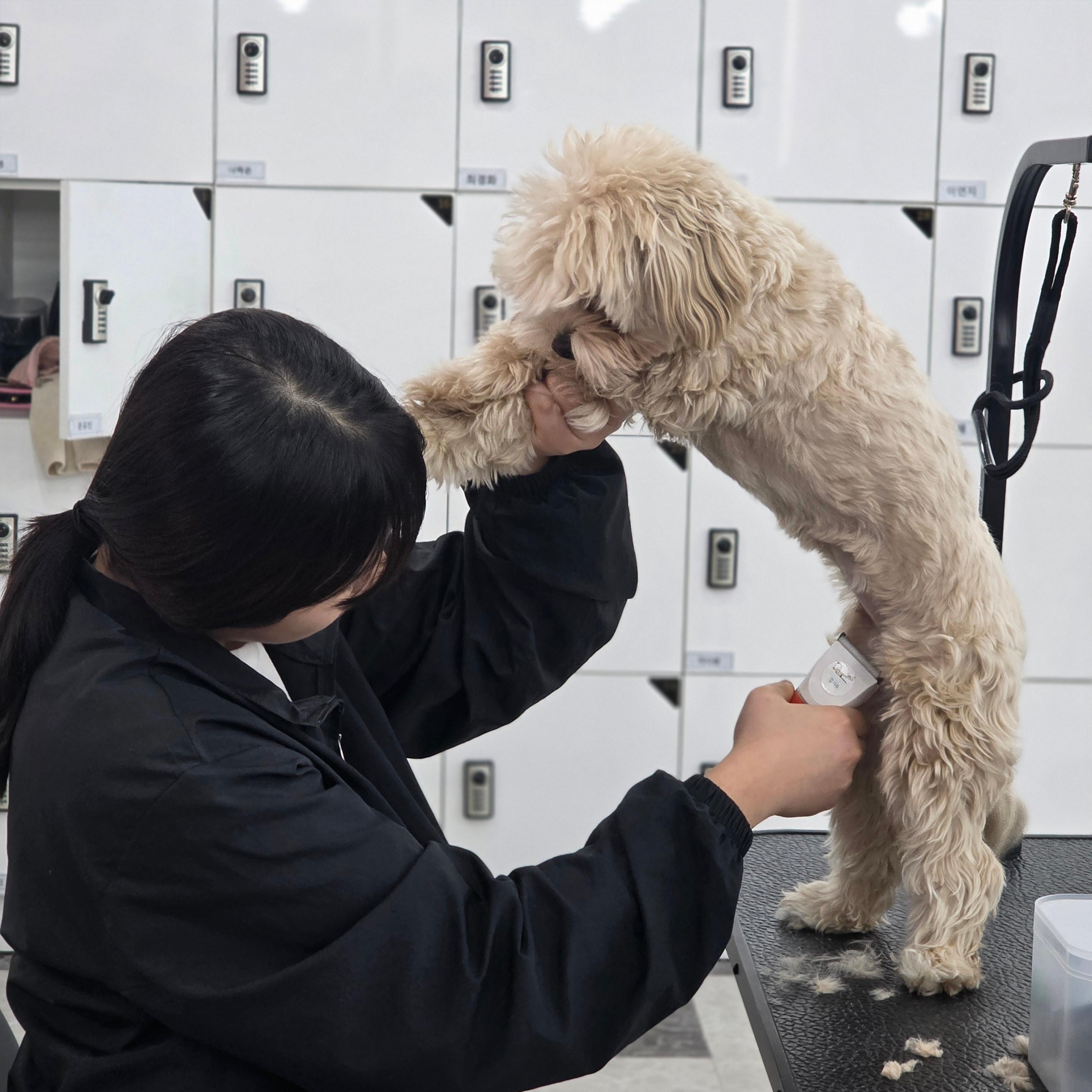 신림동애견미용학원