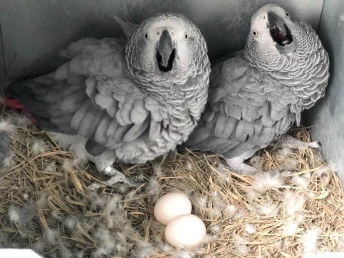 앵무새 번식 시기 행동 변화, 무정란, 환경 조성 방법, 영양관리