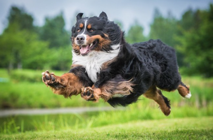 마음껏 달리는 개.