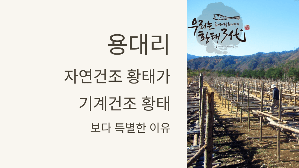 용대리 자연건조 황태가 기계건조 황태보다 특별한 이유