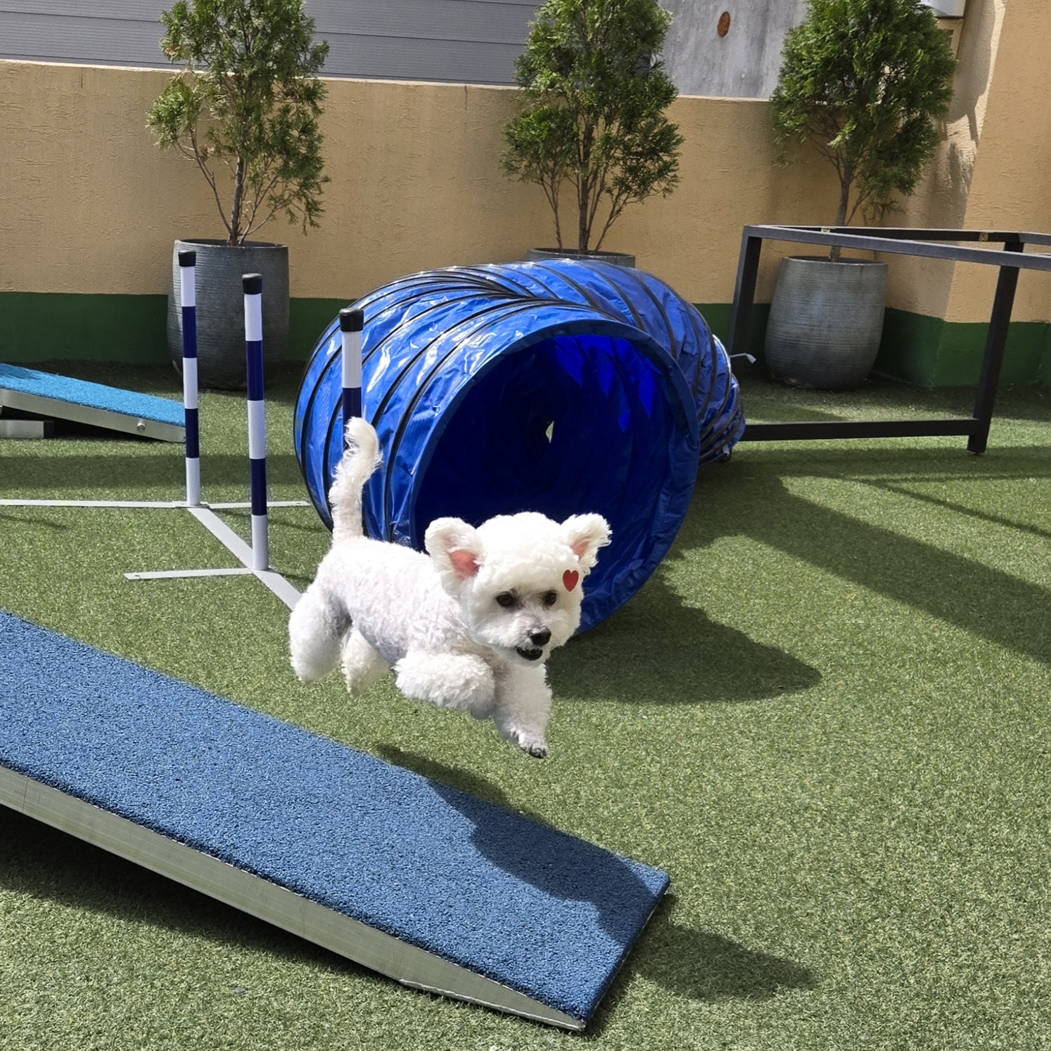 거제애견미용학원