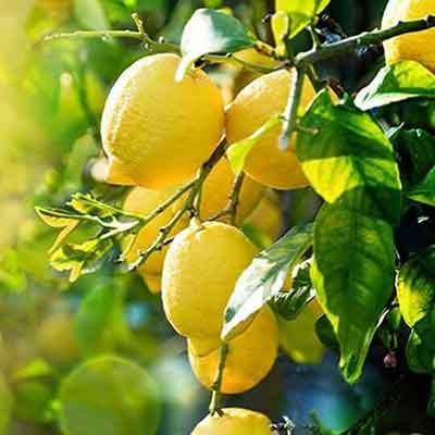 과일나무 과일꿈