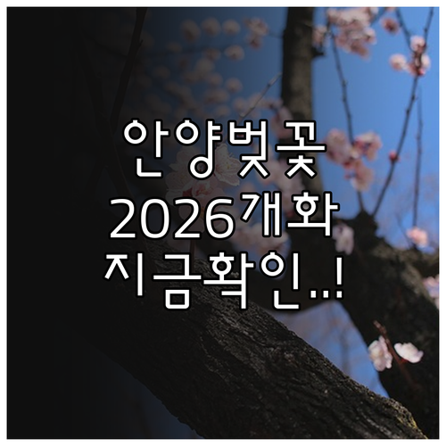 2026년 안양 동안구 벚꽃 개화 시..