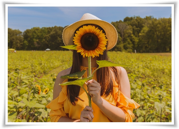 여름의 상징 희망과 사랑의 꽃 &quot;해바라기&quot;