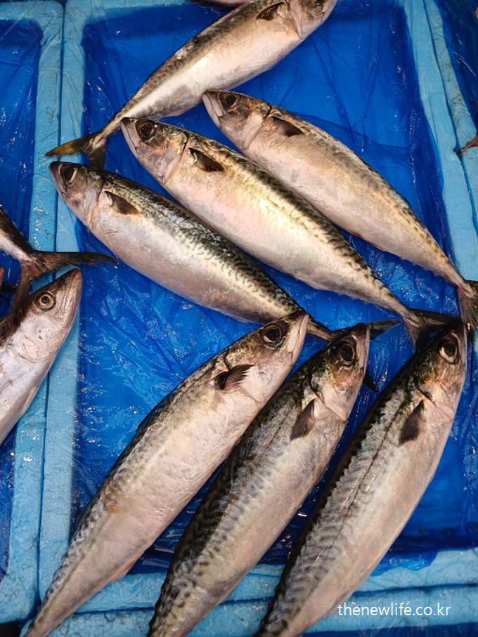 시장 아이스박스에 진열된 등푸른 생선 고등어 &ndash; 구이용으로 단백질과 오메가3 가 풍부해 뱃살 빼는 음식으로 소개