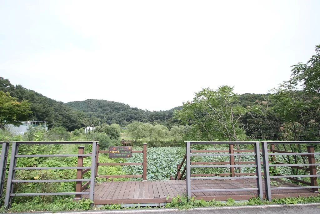 능내리 연꽃마을 근처 수변 데크 산책로 사진입니다.