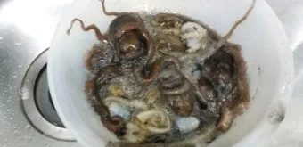 6월 낙지 금어기 정확한 시작일과 끝나는 날 지역별 상세 기준 정리_19