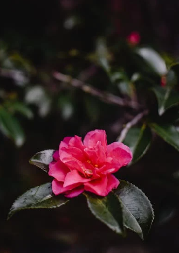3월 서천 동백꽃 주꾸미 축제 완벽 가이드