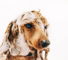 강아지 입양 전 필수 준비물 체크리스트 10가지