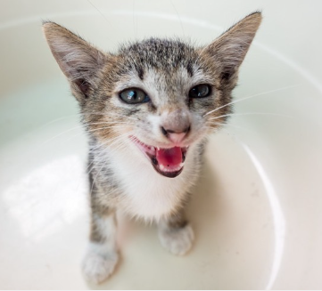 도움을 요청하는 고양이.