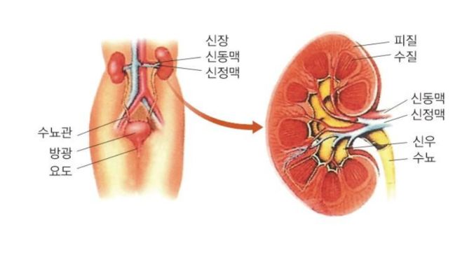 급성 신우신염 증상