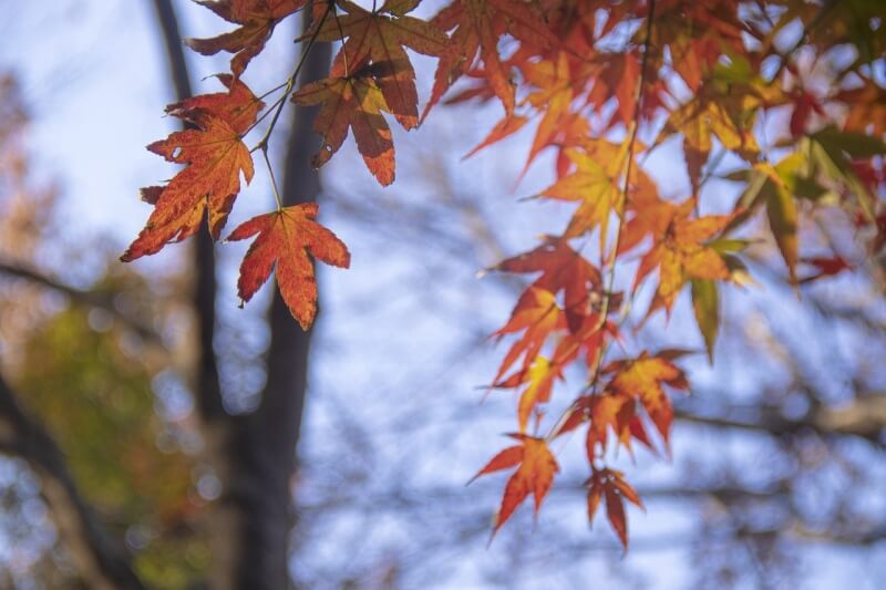 단풍이-이쁘게-든-나뭇잎