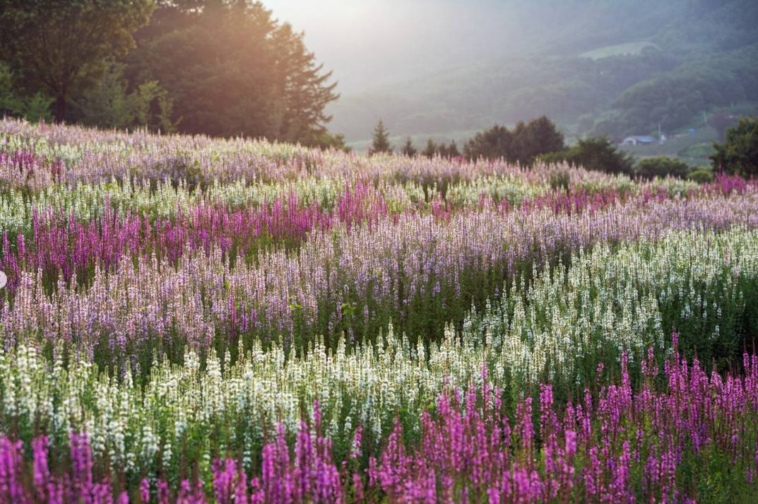 백두대간 봉자페스티벌