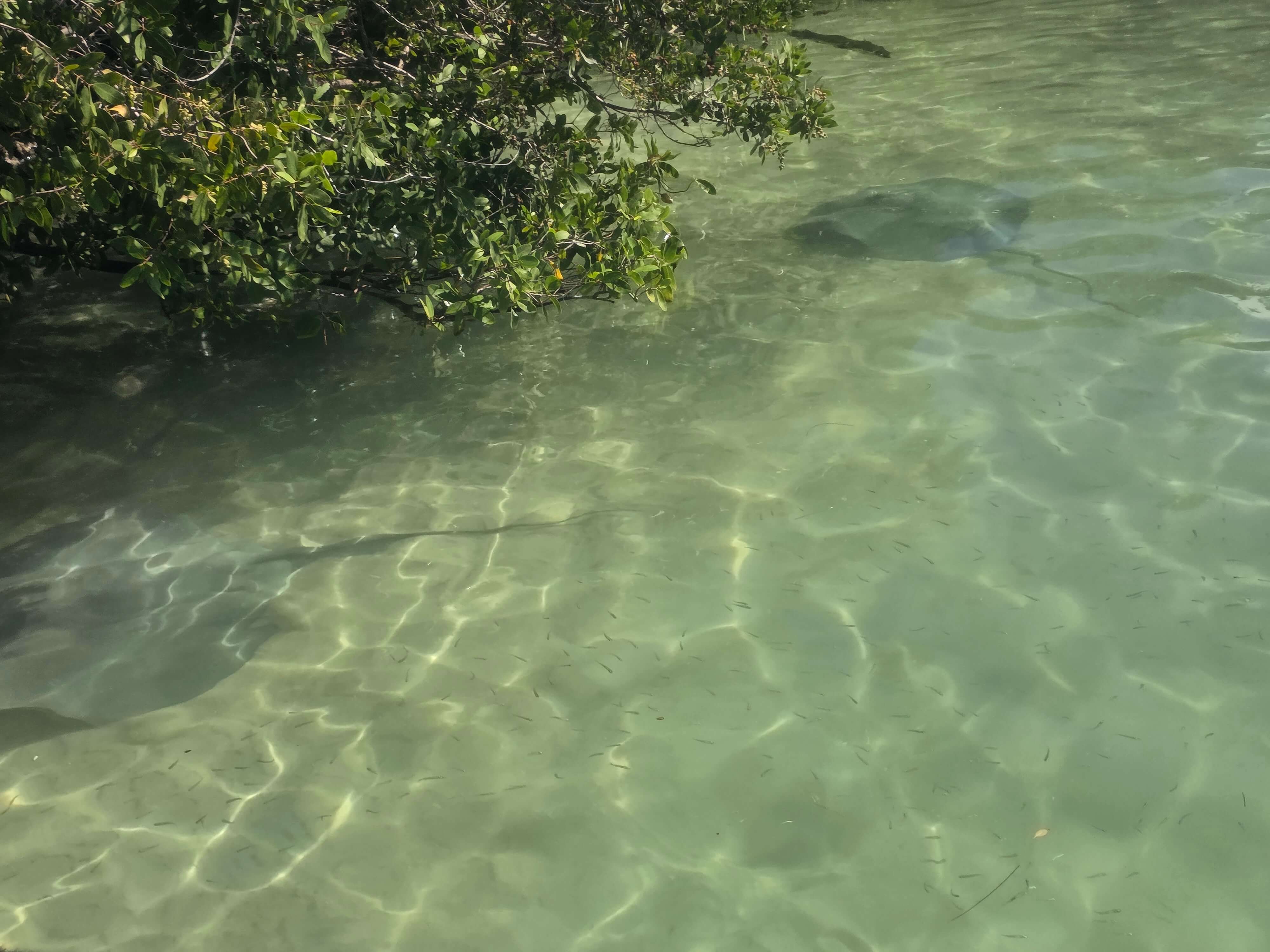 칸쿤 플라야 델 카르멘 여행 (이동방법, 하얏트 비비드, 셀하투어)