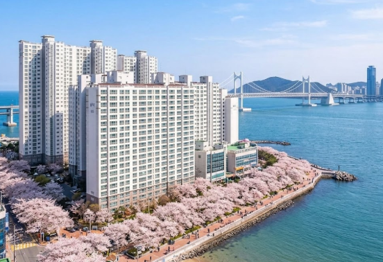 수영구 남펀삼익비치아파트 벚꽃 현황