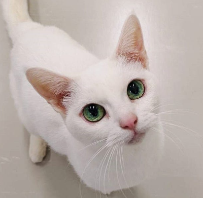 고양이 사진