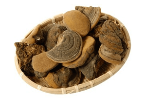 상황버섯 효능18