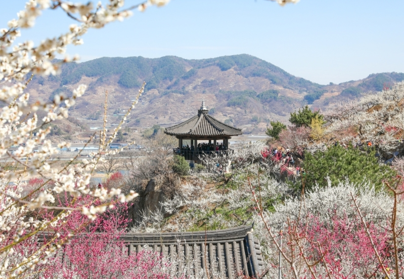 봄 여행지