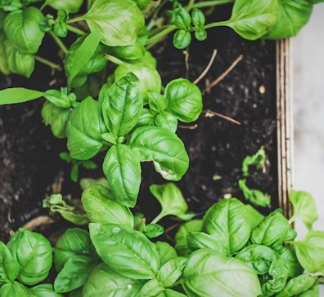 바질 효능 부작용 고르는법 요리 먹는 방법 허브