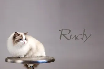 랙돌 고양이 유전병_7