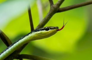 뱀에 물리는 꿈