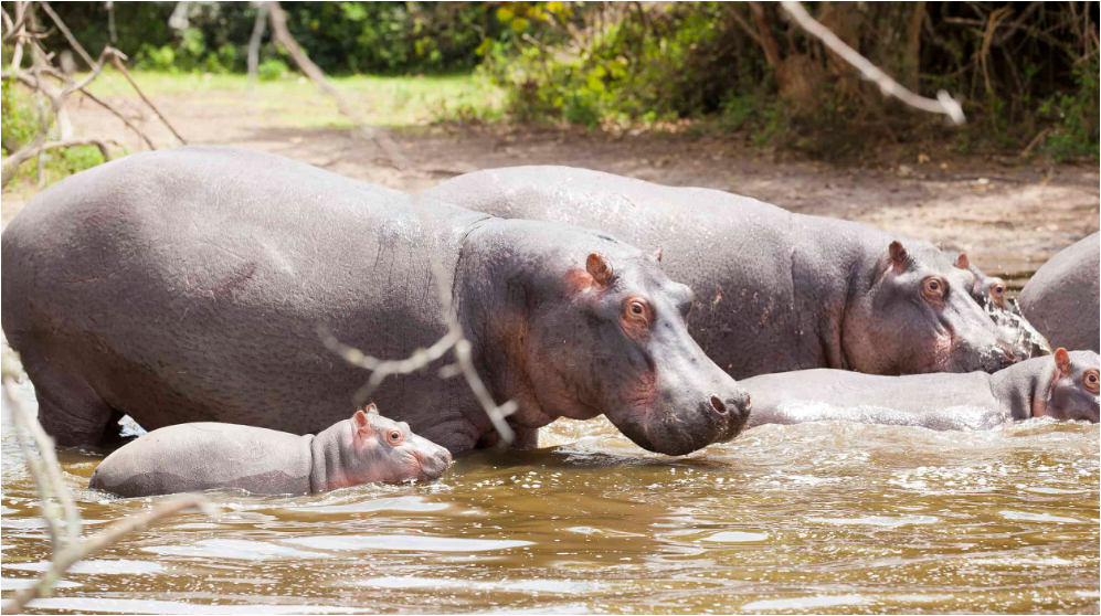 하마-바벨-물고기-스파-공생관계1