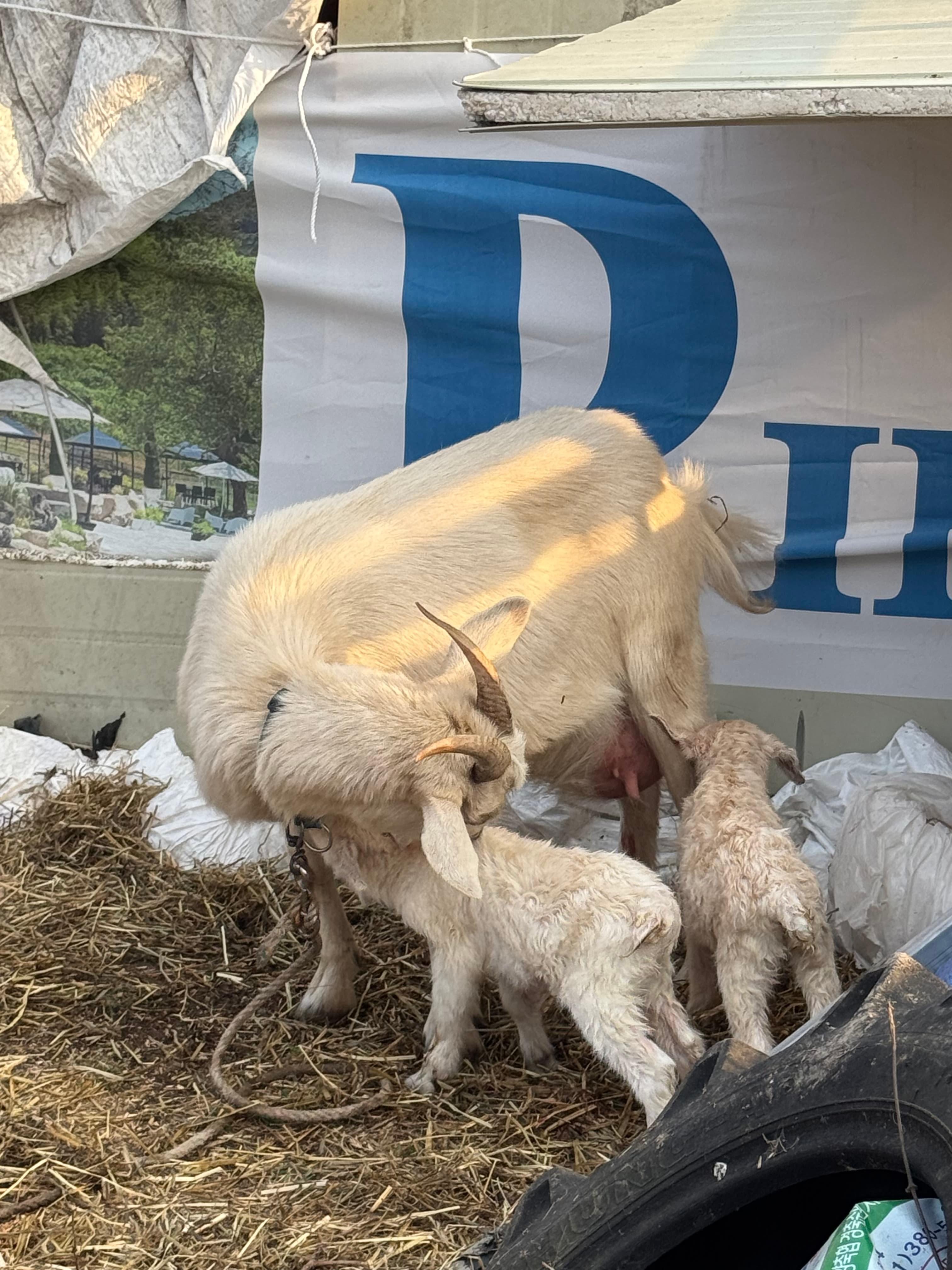 PINE 40 새끼낳은 산양