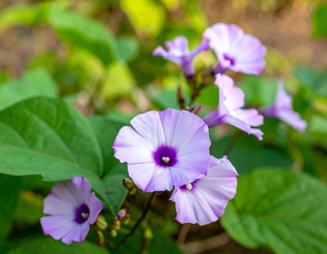꽃이 진 후 약 60일 후 수확 가능