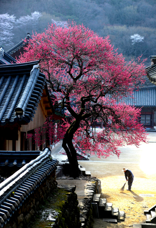 전국 매화 명소 추천 BEST 5, 광양·통도사·화엄사·휴애리 개화 시기·여행 코스 추천