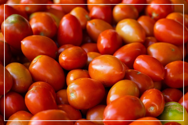 스테비아토마토의 주요 효능