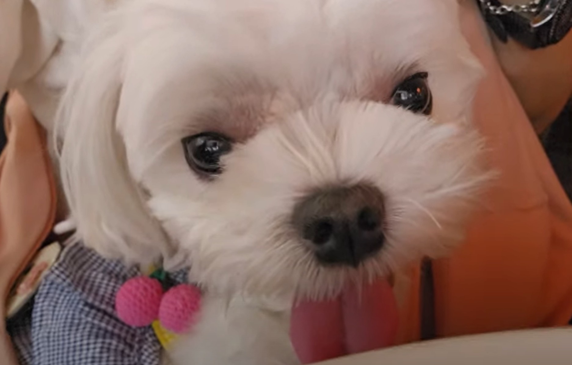행복한 라떼