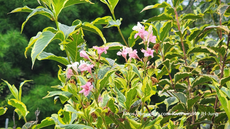 무늬병꽃나무 Korean Variegated Weigela