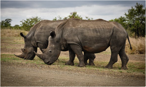세계 야생동물의 날: 자연과 공존하는 우리의 책임
